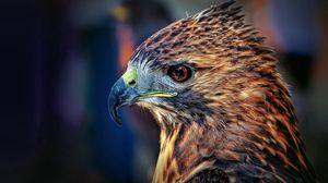 Preview wallpaper falcon, bird, beak, predator