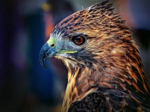 Preview wallpaper falcon, bird, beak, predator