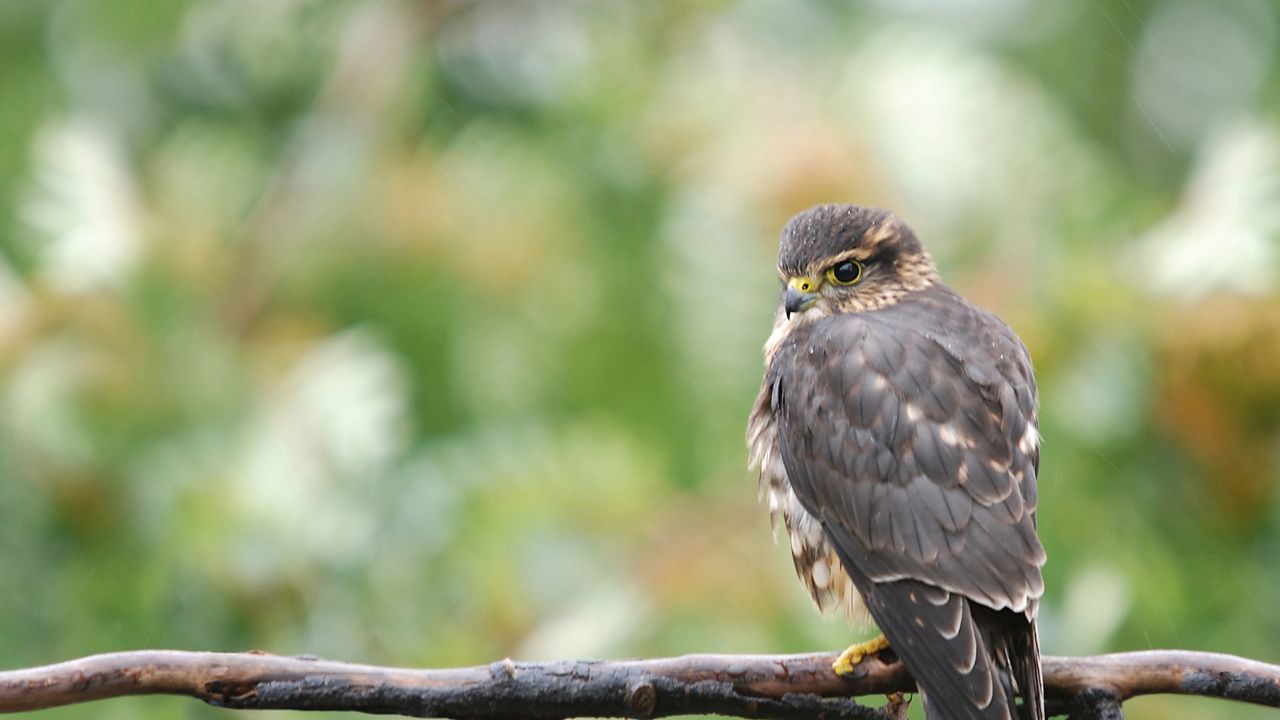 Wallpaper falcon, bird, branch