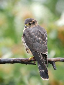 Preview wallpaper falcon, bird, branch