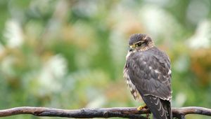 Preview wallpaper falcon, bird, branch