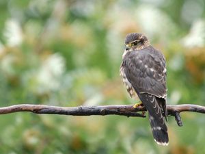 Preview wallpaper falcon, bird, branch