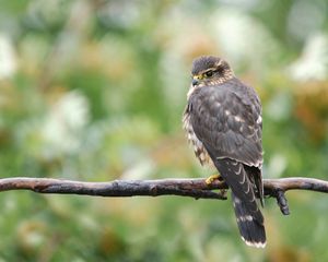 Preview wallpaper falcon, bird, branch