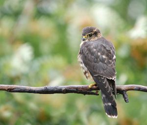 Preview wallpaper falcon, bird, branch