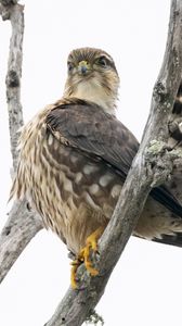 Preview wallpaper falcon, bird, branches, nature