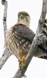 Preview wallpaper falcon, bird, branches, nature