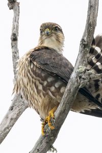 Preview wallpaper falcon, bird, branches, nature