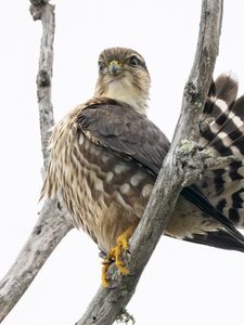 Preview wallpaper falcon, bird, branches, nature