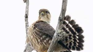 Preview wallpaper falcon, bird, branches, nature