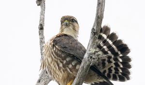 Preview wallpaper falcon, bird, branches, nature