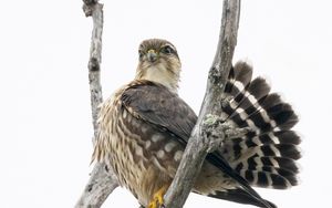 Preview wallpaper falcon, bird, branches, nature