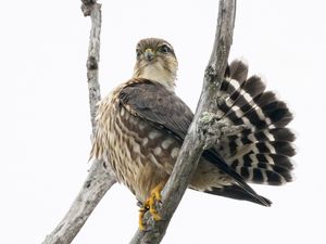 Preview wallpaper falcon, bird, branches, nature