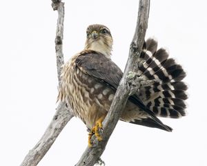 Preview wallpaper falcon, bird, branches, nature