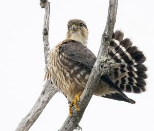 Preview wallpaper falcon, bird, branches, nature