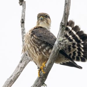 Preview wallpaper falcon, bird, branches, nature