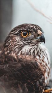 Preview wallpaper falcon, bird, brown, predator