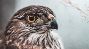 Preview wallpaper falcon, bird, brown, predator