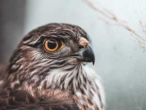 Preview wallpaper falcon, bird, brown, predator