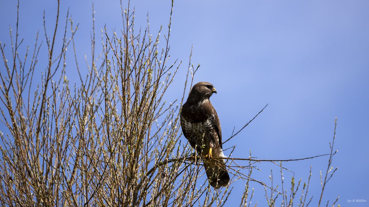 Wallpaper falcon, bird, brown, branches, wildlife