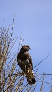 Preview wallpaper falcon, bird, brown, branches, wildlife