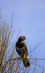 Preview wallpaper falcon, bird, brown, branches, wildlife