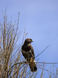 Preview wallpaper falcon, bird, brown, branches, wildlife