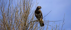 Preview wallpaper falcon, bird, brown, branches, wildlife