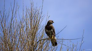 Preview wallpaper falcon, bird, brown, branches, wildlife