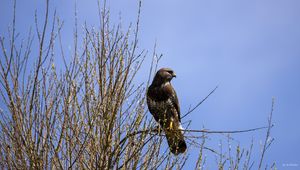 Preview wallpaper falcon, bird, brown, branches, wildlife