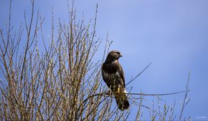 Preview wallpaper falcon, bird, brown, branches, wildlife