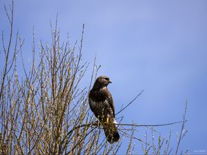 Preview wallpaper falcon, bird, brown, branches, wildlife