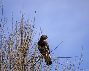 Preview wallpaper falcon, bird, brown, branches, wildlife