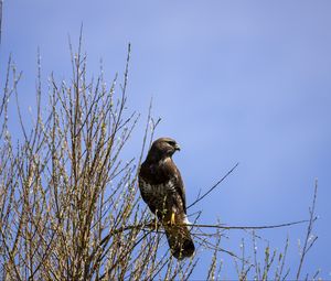 Preview wallpaper falcon, bird, brown, branches, wildlife