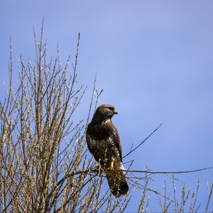 Preview wallpaper falcon, bird, brown, branches, wildlife