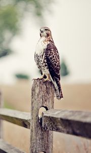 Preview wallpaper falcon, bird, fence, grass