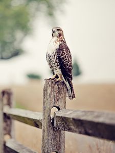 Preview wallpaper falcon, bird, fence, grass