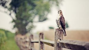 Preview wallpaper falcon, bird, fence, grass