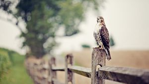 Preview wallpaper falcon, bird, fence, grass