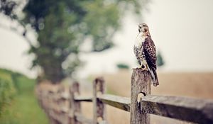 Preview wallpaper falcon, bird, fence, grass