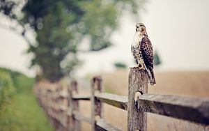 Preview wallpaper falcon, bird, fence, grass