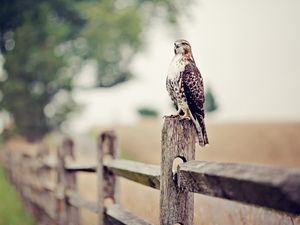 Preview wallpaper falcon, bird, fence, grass