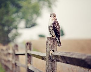 Preview wallpaper falcon, bird, fence, grass