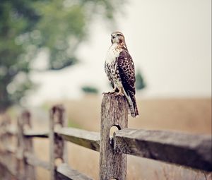 Preview wallpaper falcon, bird, fence, grass