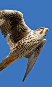 Preview wallpaper falcon, bird, flying, wings flapping, sky