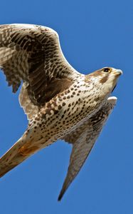 Preview wallpaper falcon, bird, flying, wings flapping, sky