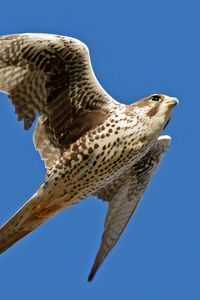 Preview wallpaper falcon, bird, flying, wings flapping, sky