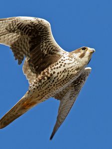 Preview wallpaper falcon, bird, flying, wings flapping, sky