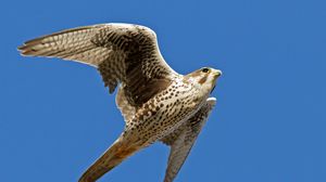 Preview wallpaper falcon, bird, flying, wings flapping, sky