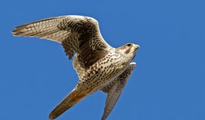 Preview wallpaper falcon, bird, flying, wings flapping, sky