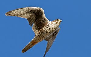 Preview wallpaper falcon, bird, flying, wings flapping, sky